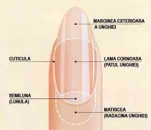 anatomia unghiei